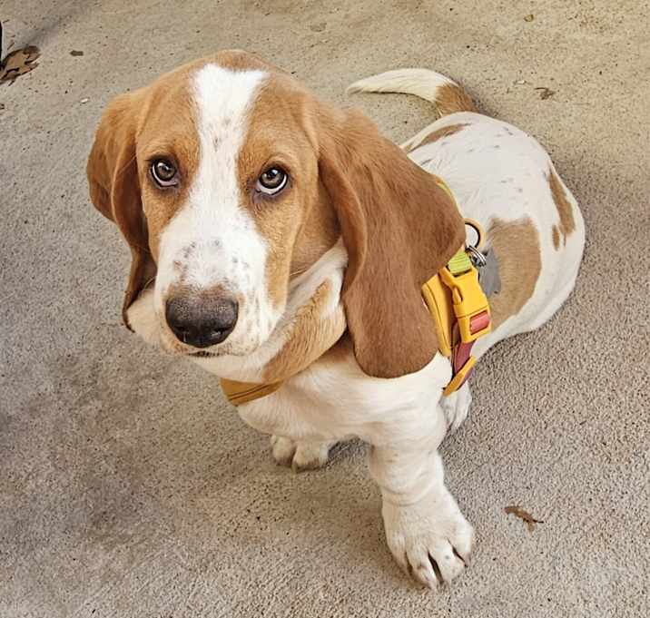Photo of Tallulah