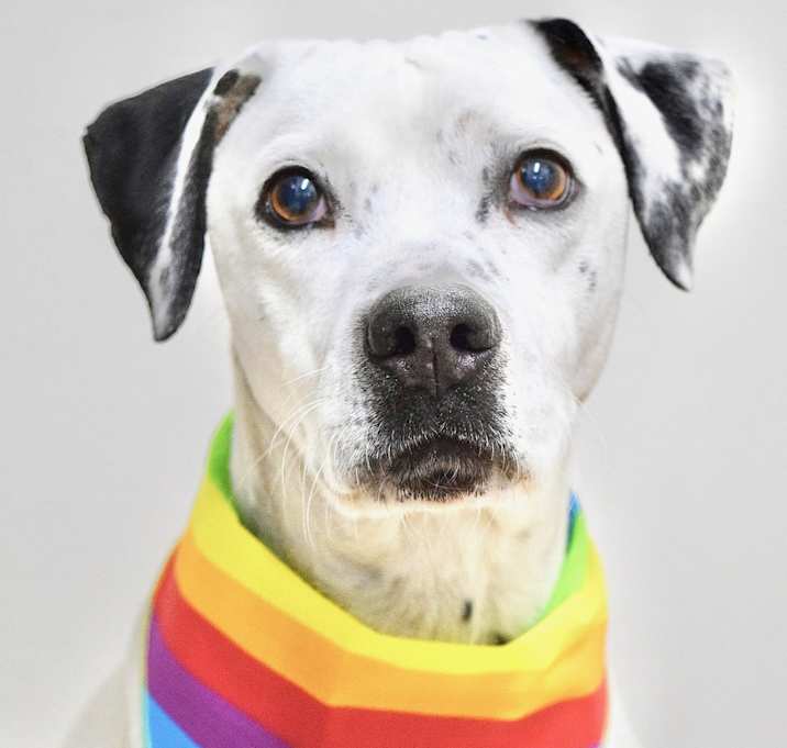 Photo of Ruger