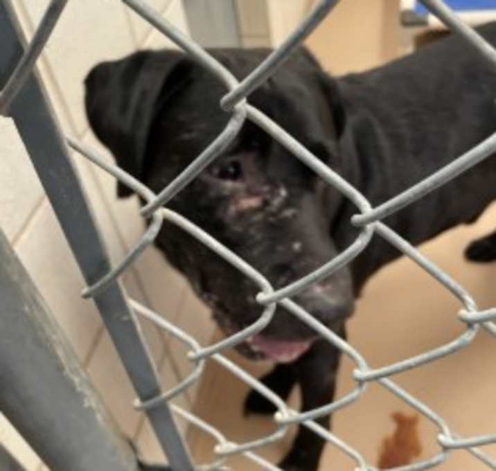 Photo of Vader