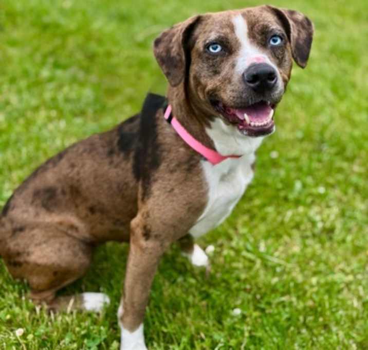 Photo of Juniper