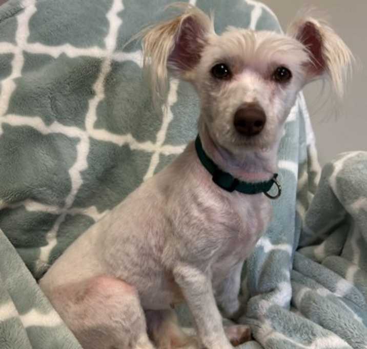 Photo of Dobby