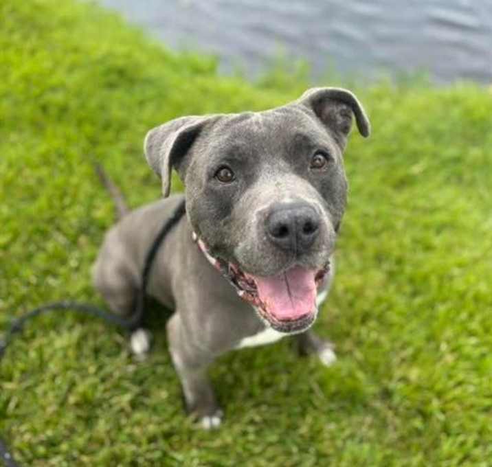 Photo of BLUE BOY