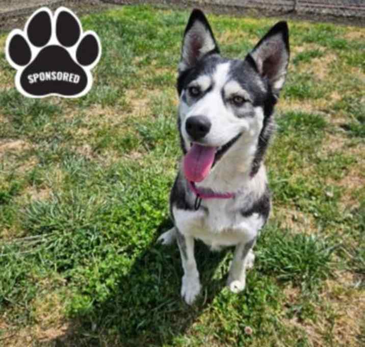 Photo of Skye