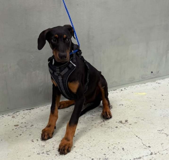 Photo of ACE