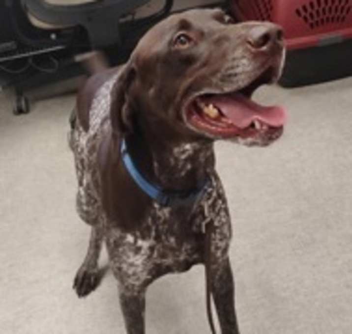 Photo of Angus