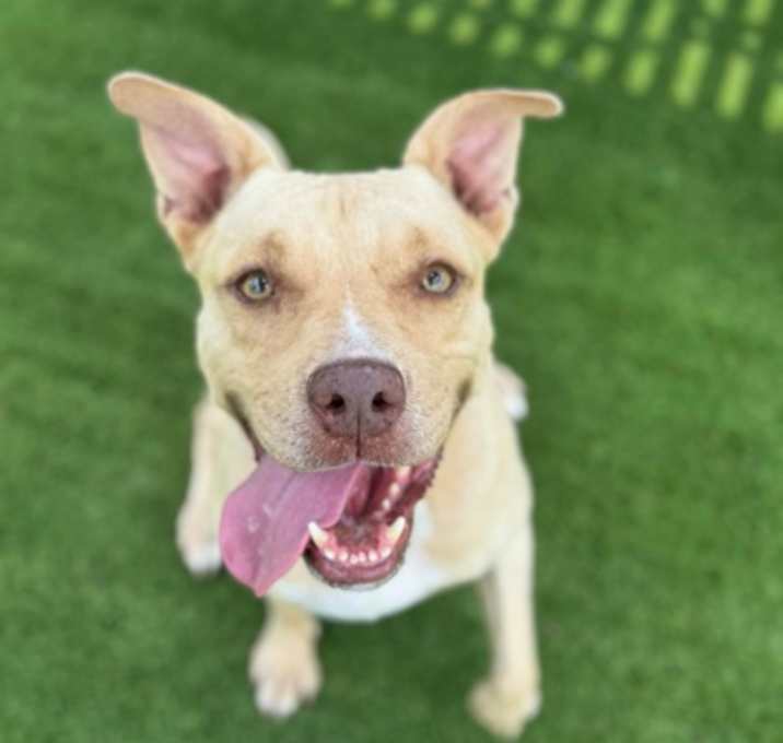 Photo of Scout - 2