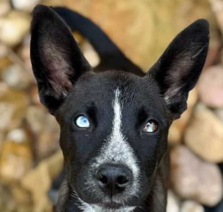 Photo of Shiloh