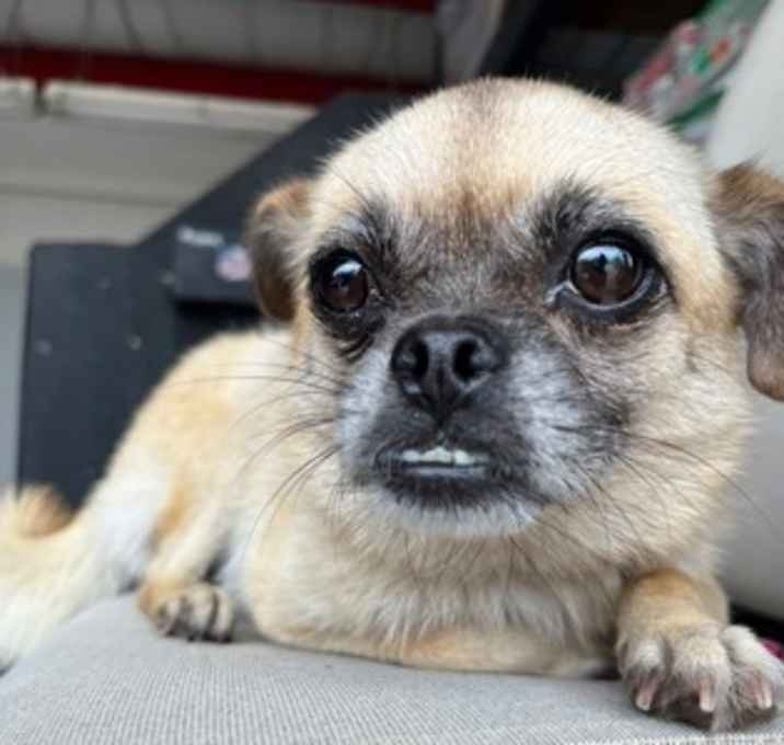 Photo of Canoli