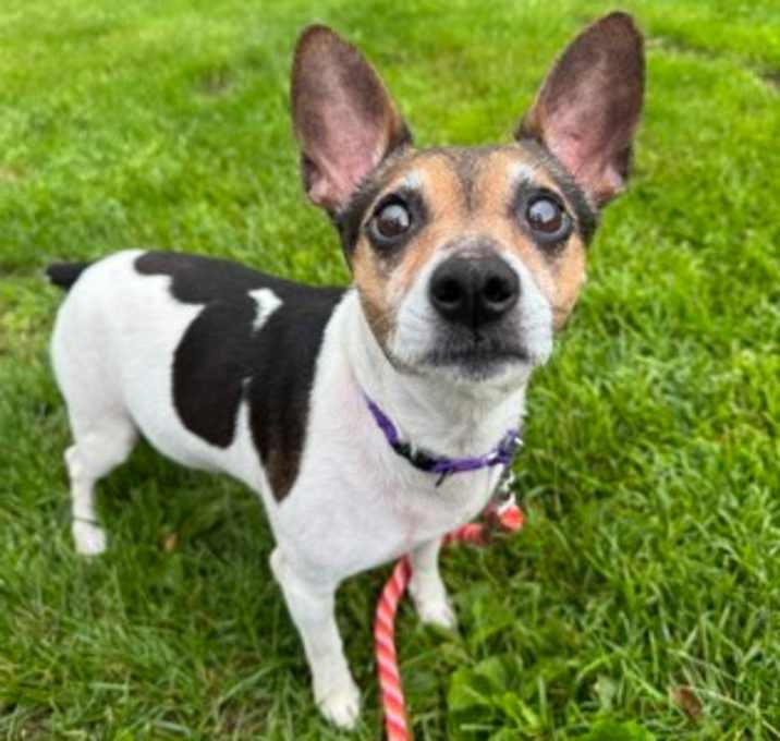 Photo of Snoopy - Available in Foster