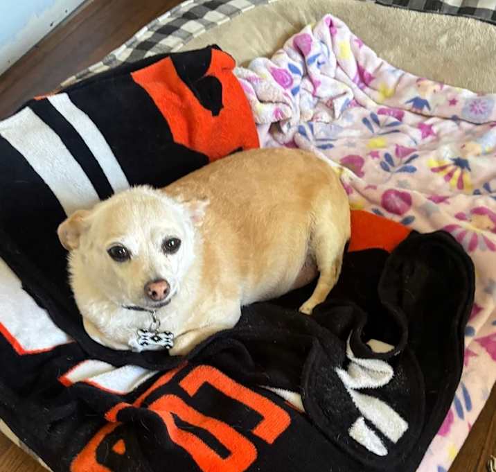 Photo of Sully