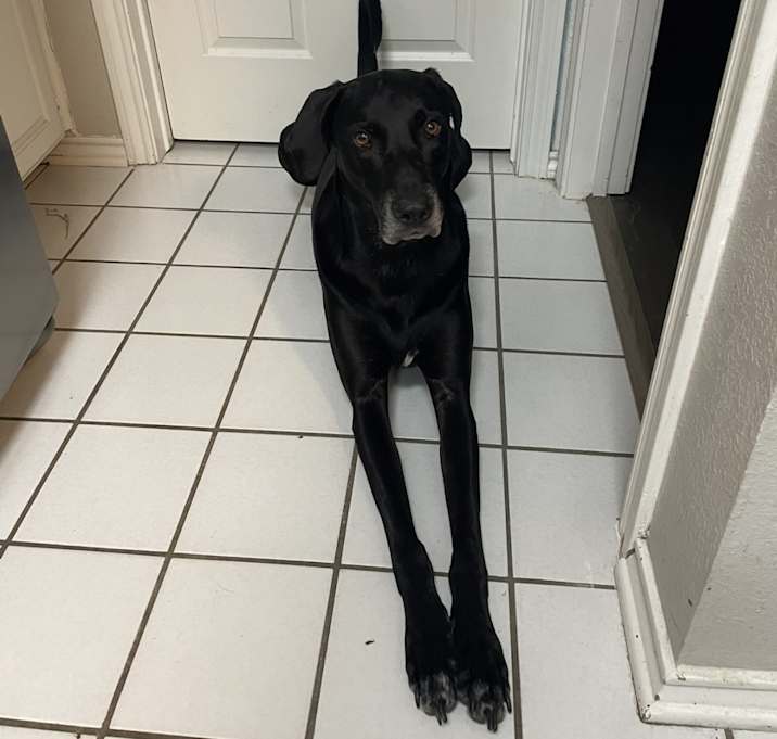 Photo of Gunner