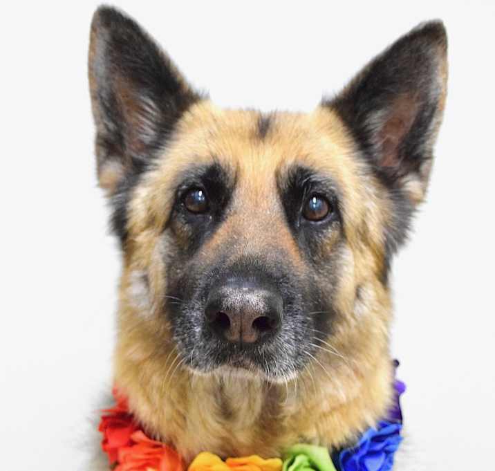 Photo of Willow