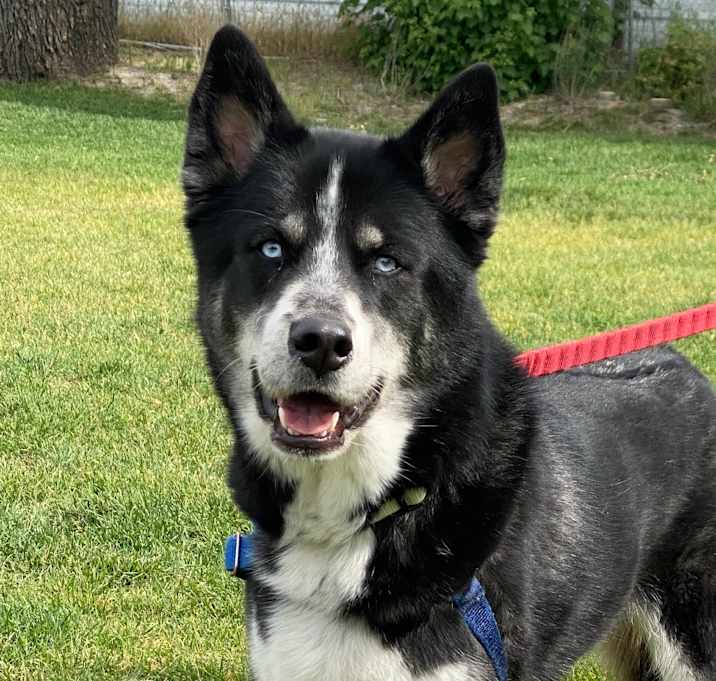 Photo of Bandit