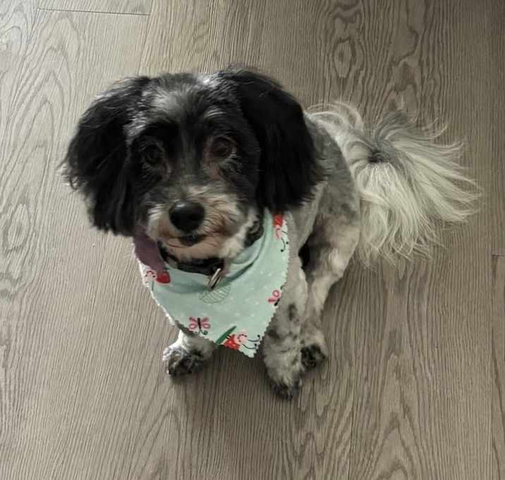 Photo of Oreo