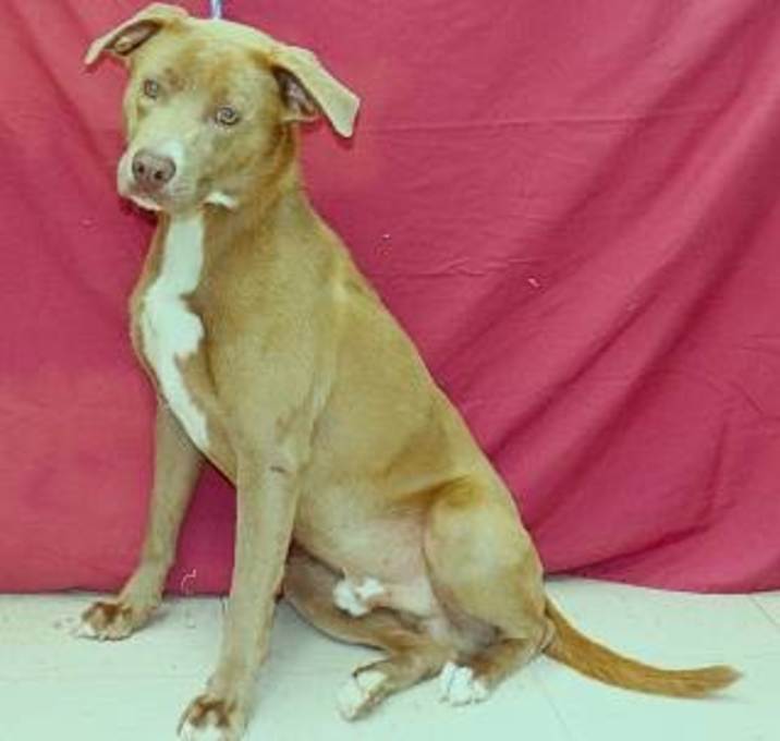 Photo of Apache