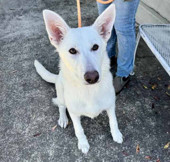 Photo of BOLT