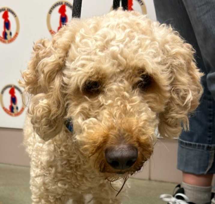 Photo of Oliver