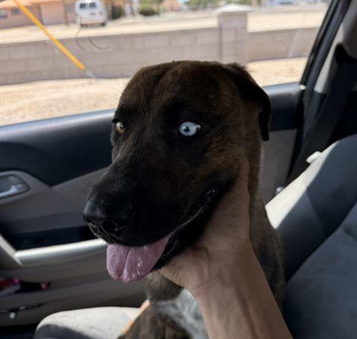 Photo of BANDIT