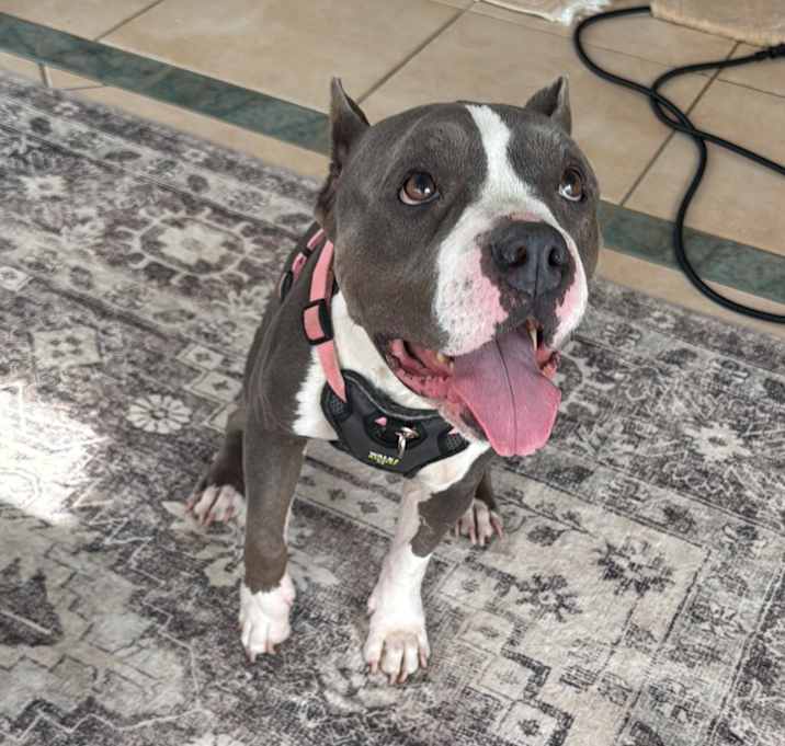 Photo of Bleu