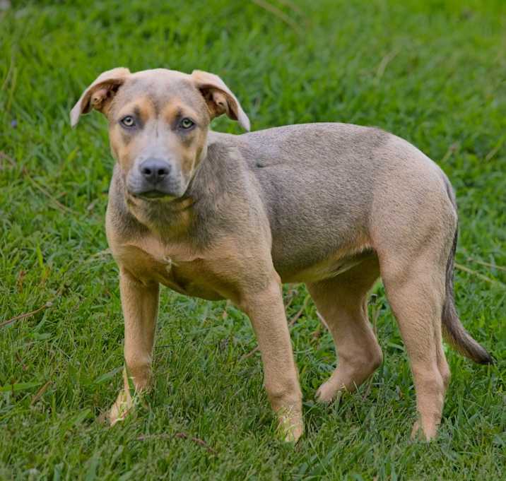 Photo of Maple