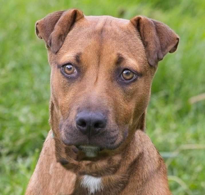Photo of Biscuit