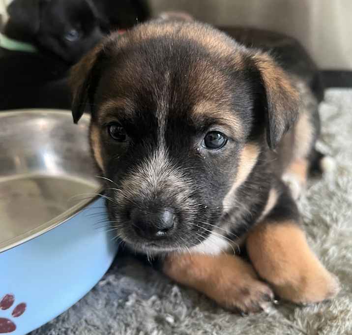 Photo of Rogue