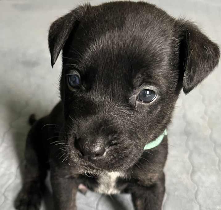 Photo of Pepito