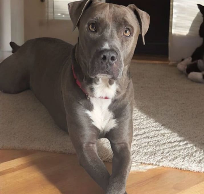 Photo of Rocco