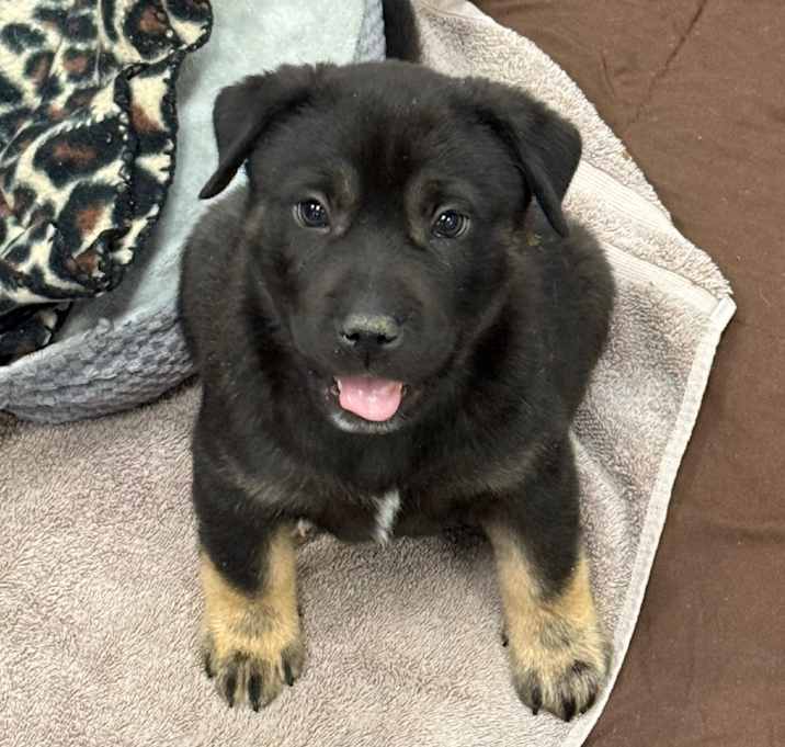 Photo of Yoshi - Loves People & Dogs!