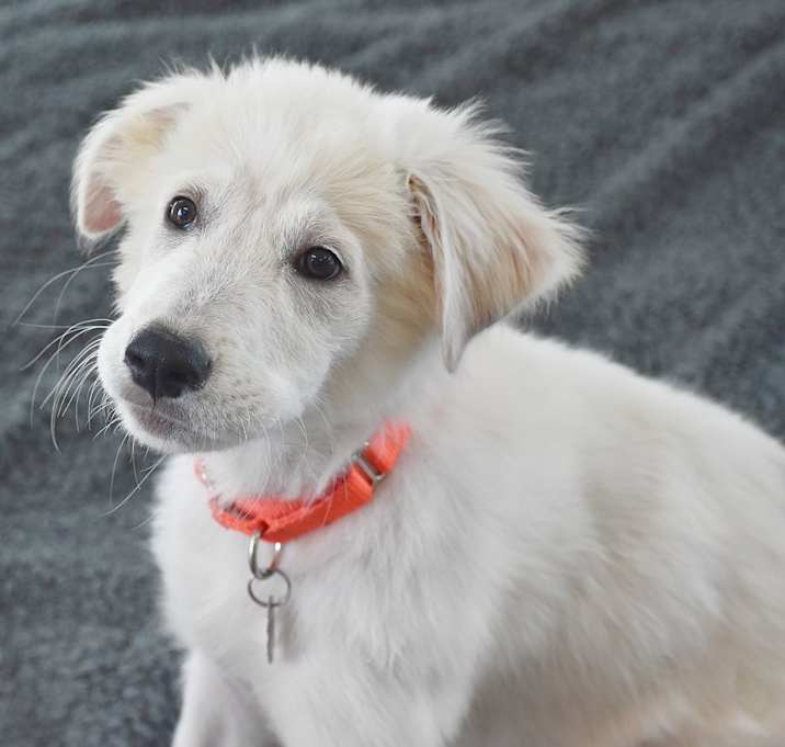 Photo of Lily