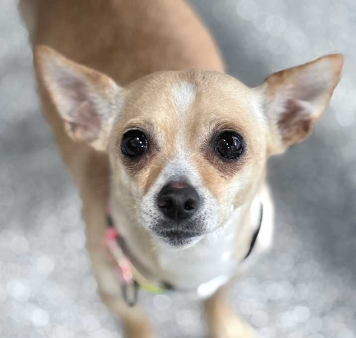 Photo of Bella