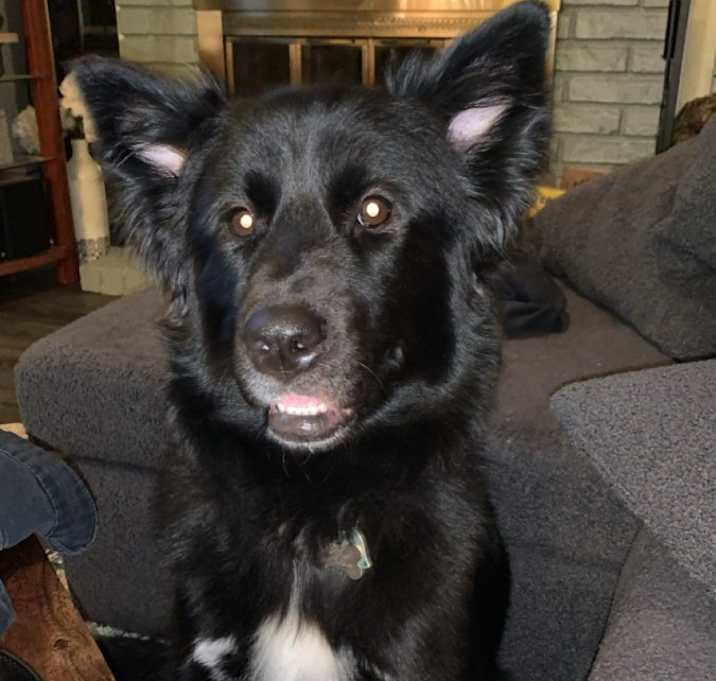 Photo of Miss Gabby (Missy)