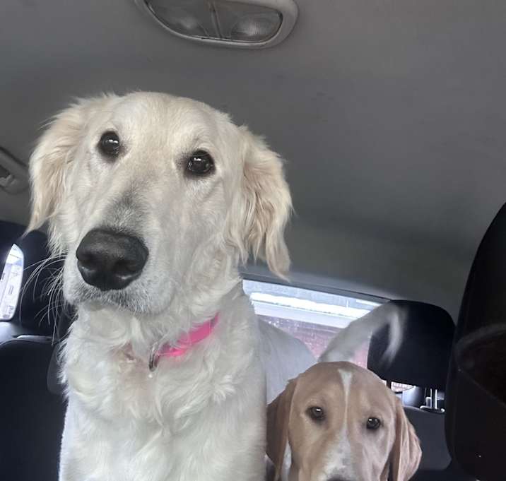 Photo of Lilo