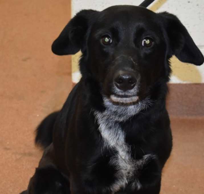 Photo of 89360 Hank