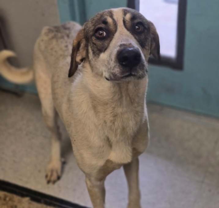 Photo of Boomer