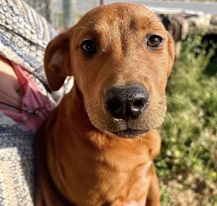 Photo of Brutus