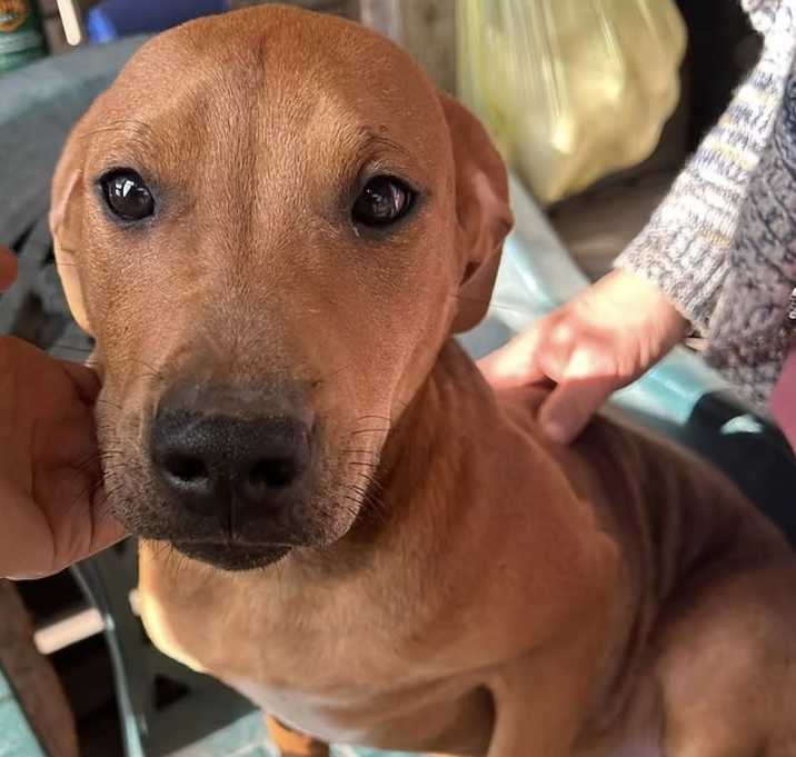 Photo of Bruno