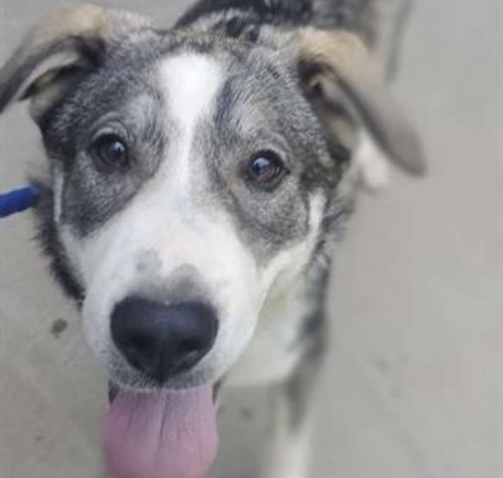 Photo of TROOPER