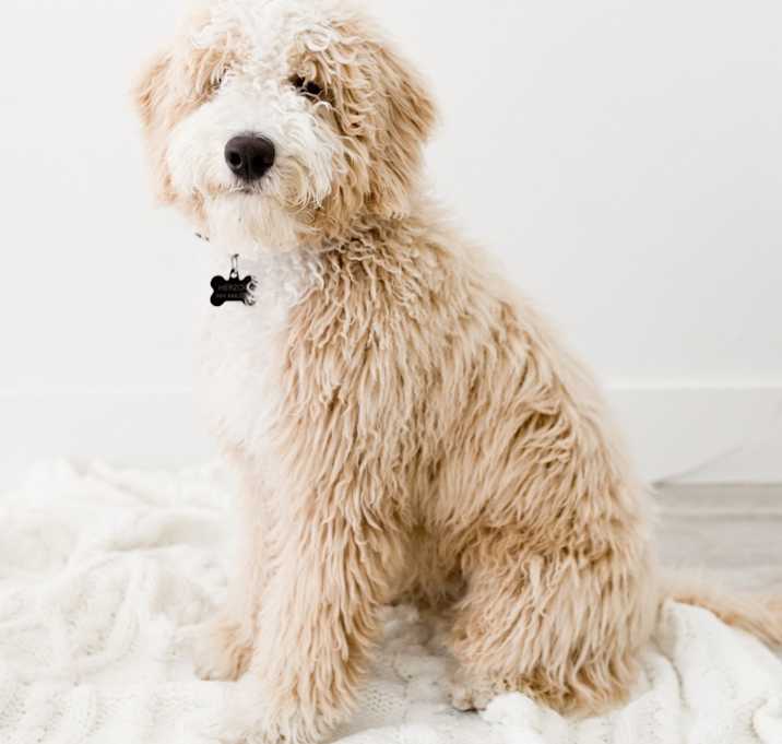 Photo of Scout