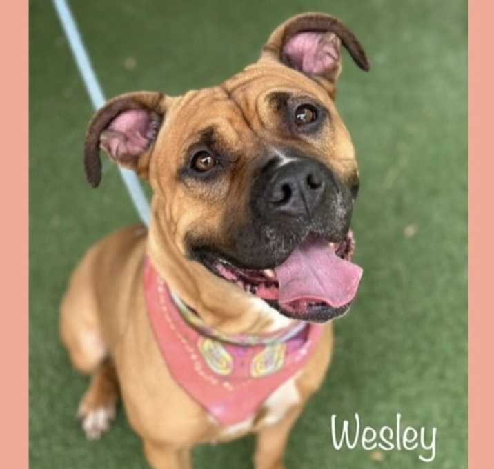Photo of WESLEY