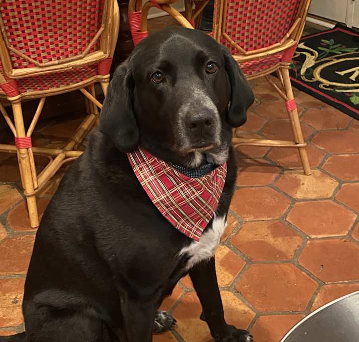 Photo of Beau