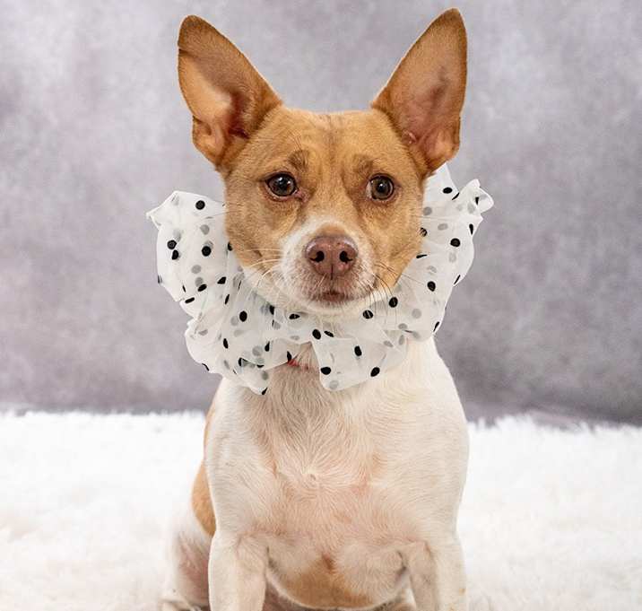 Photo of Ruby