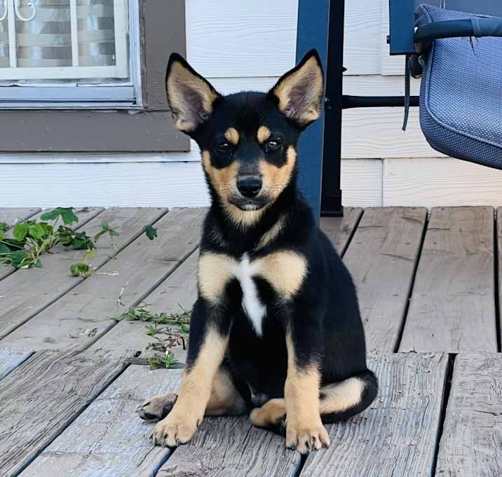 Photo of Rocky