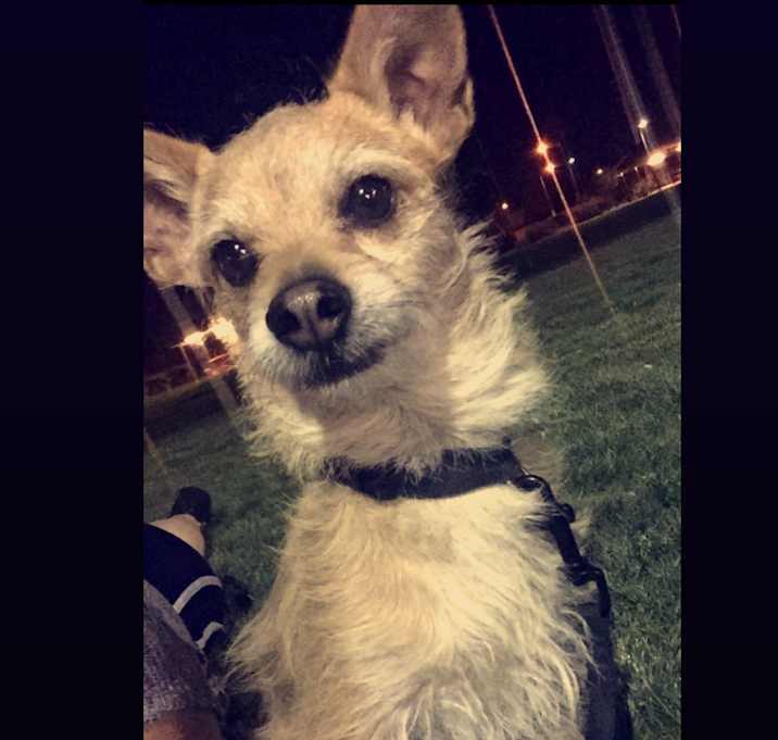 Photo of Twinkie
