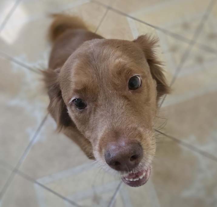 Photo of Toby