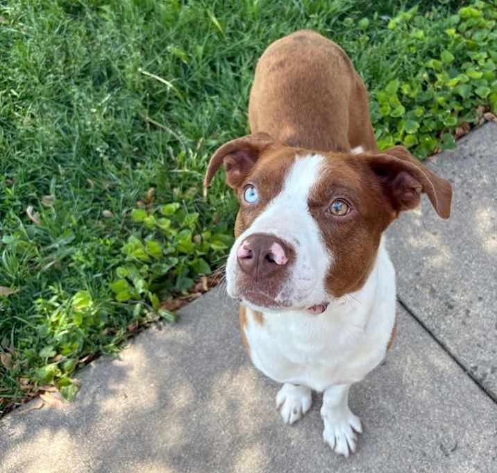 Photo of Ryder