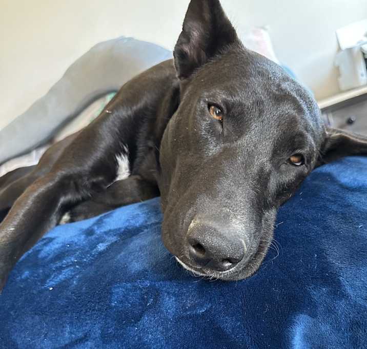 Photo of Rocco