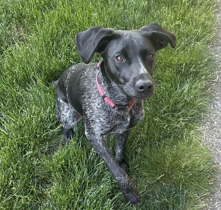 Photo of Bailey