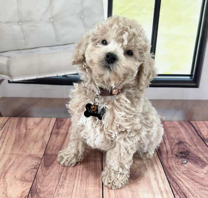 Photo of Velour