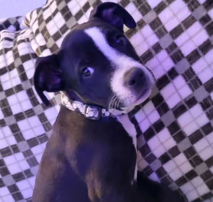 Photo of Pearl